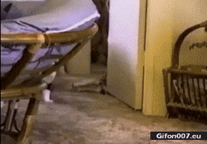 Funny-Gif-Cat-Hair-Woman-Pull-Video